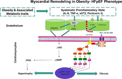 Natriuretic Peptide Clearance Receptor (NPR-C) Pathway as a Novel Therapeutic Target in Obesity-Related Heart Failure With Preserved Ejection Fraction (HFpEF)